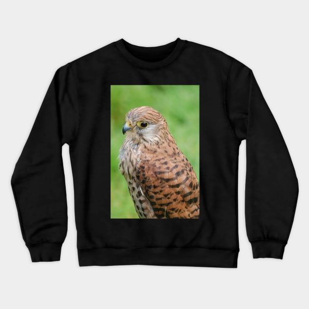 kestrel Crewneck Sweatshirt by declancarr